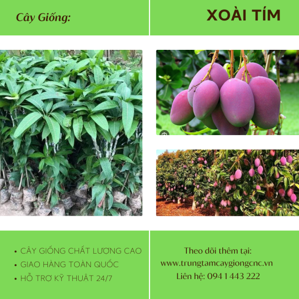 Xoài Tím