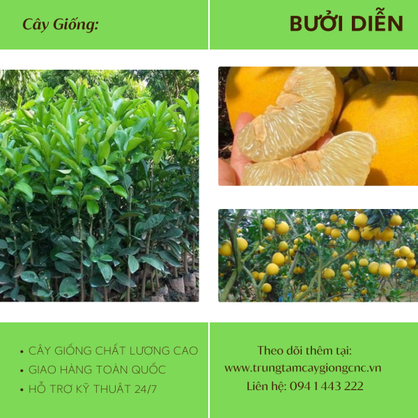 Bưởi Diễn